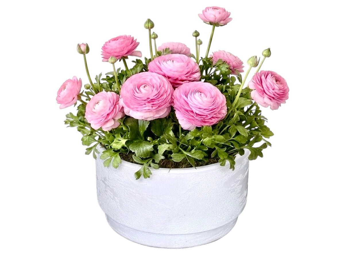Ranunculus Plant in Ceramic Pot - Fresh Bouquet Co.