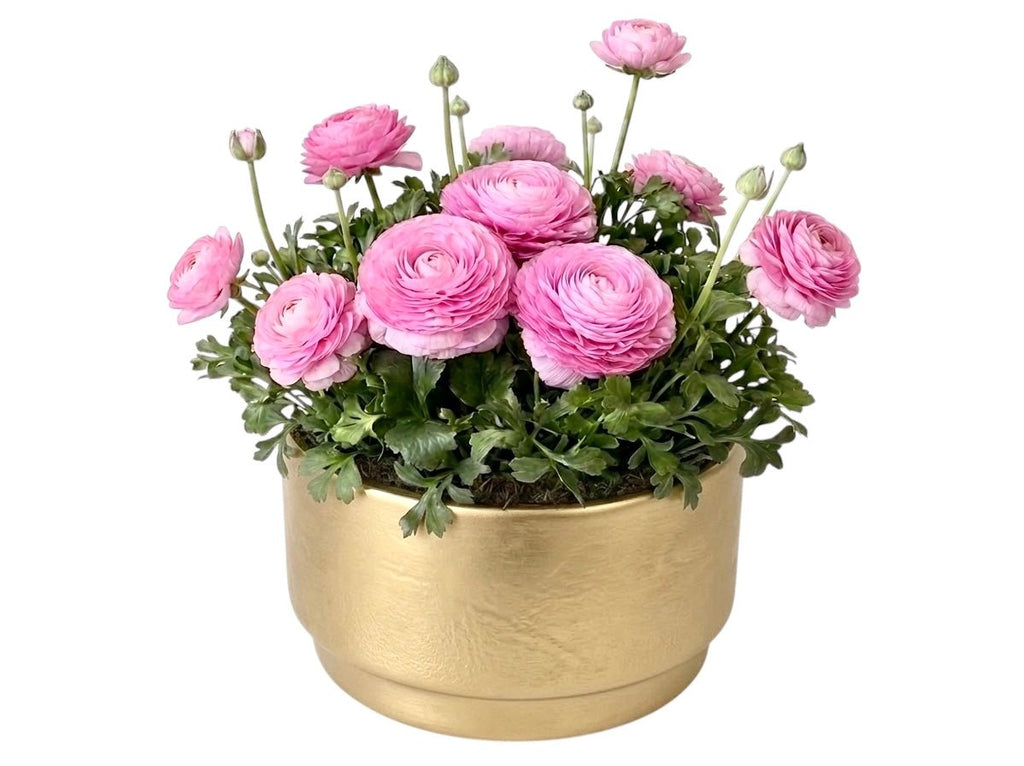 Ranunculus Plant in Ceramic Pot - Fresh Bouquet Co.