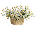 Tanacetum Daisy Flowers in Square Basket - Fresh Bouquet Co.