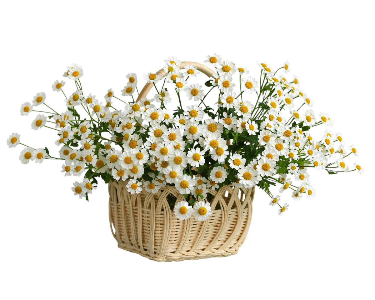 Tanacetum Daisy Flowers in Square Basket - Fresh Bouquet Co.
