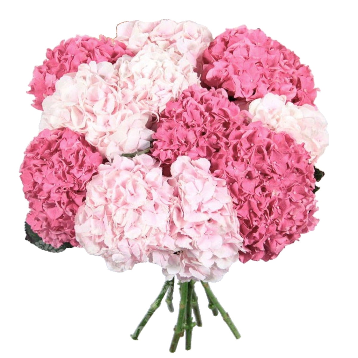 Two Shades of Pink Hydrangea - Fresh Bouquet Co.