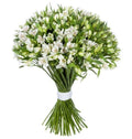 White Alstroemeria Bouquet - Fresh Bouquet Co.