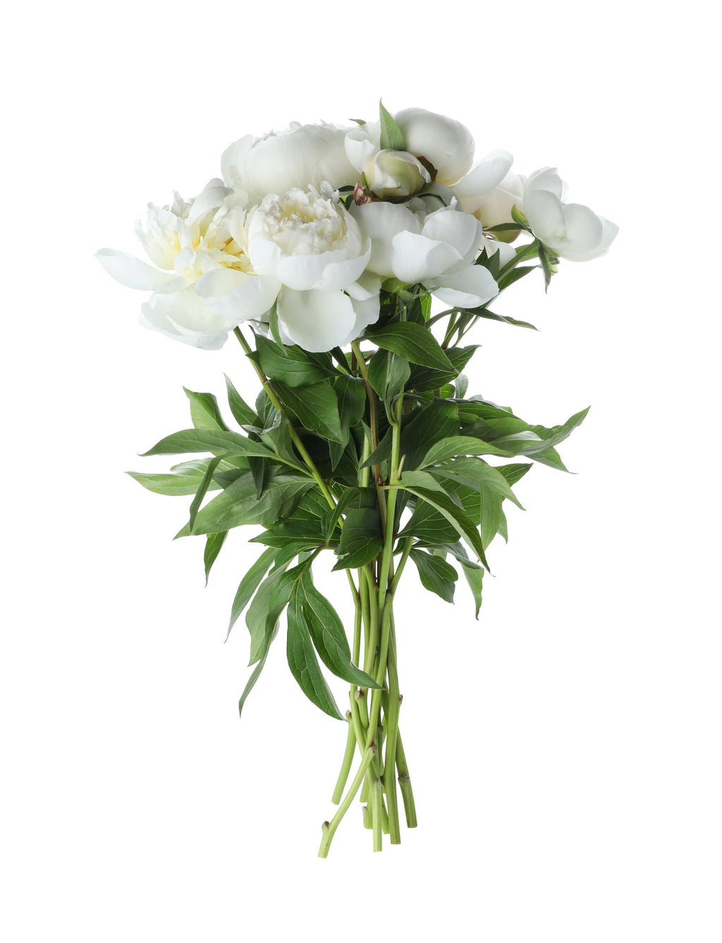 White Classic Peonies Bouquet - Fresh Bouquet Co.