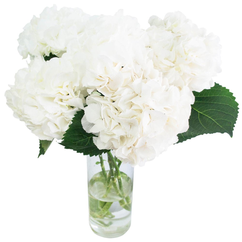 White Hydrangea Bouquet in Vase - Fresh Bouquet Co.